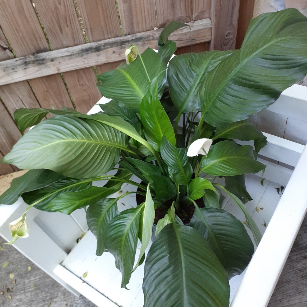 Closet Plant
